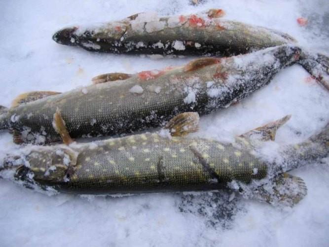 Шаг 1 приготовления Щука запеченная в духовке со сметаной и овощами